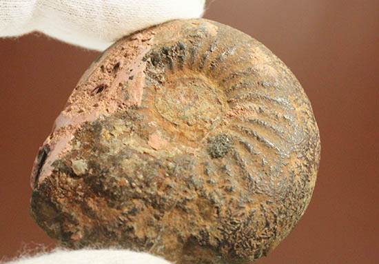 アンモナイトの構造や縫合線がよく分かる、ヘマタイトアンモナイトスライス化石(Ammonite)（その4）