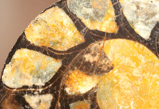 アンモナイトの構造や縫合線がよく分かる、ヘマタイトアンモナイトスライス化石(Ammonite)（その6）
