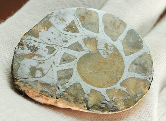 アンモナイトの構造や縫合線がよく分かる、ヘマタイトアンモナイトスライス化石(Ammonite)（その8）
