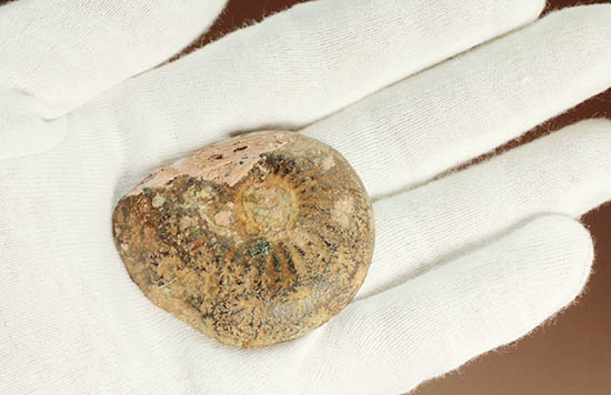 アンモナイトの構造や縫合線がよく分かる、ヘマタイトアンモナイトスライス化石(Ammonite)（その9）