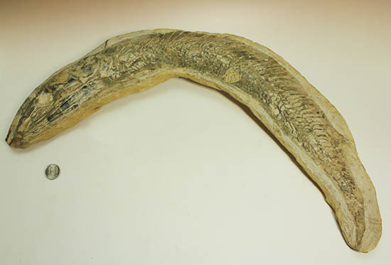 ブラジル産白亜紀の古代魚ビンクティフェル 化石 販売