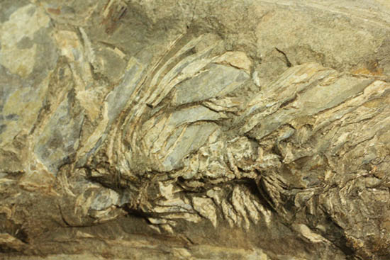 ブラジル産白亜紀の古代魚ビンクティフェル（その4）