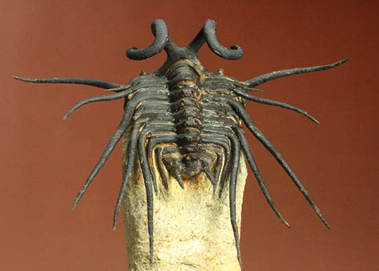 あこがれのディクラヌルス・モンストローサス。極限まで母岩をそぎ