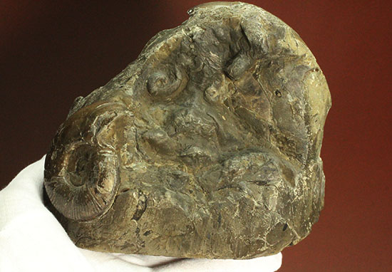 コレクション品として完成された母岩一体型の北海道産アンモナイト（その10）