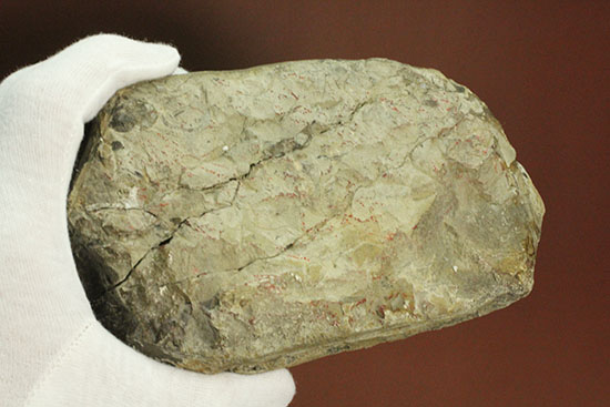 コレクション品として完成された母岩一体型の北海道産アンモナイト（その11）