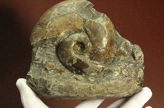 コレクション品として完成された母岩一体型の北海道産アンモナイト（その12）
