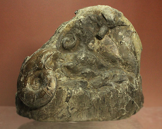 コレクション品として完成された母岩一体型の北海道産アンモナイト（その4）