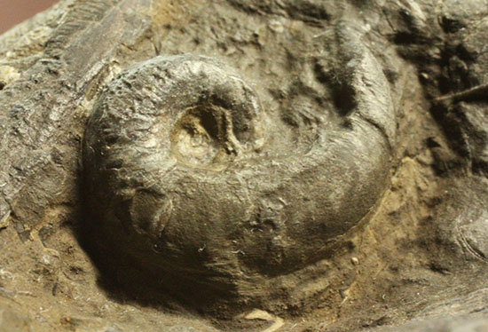 コレクション品として完成された母岩一体型の北海道産アンモナイト（その9）