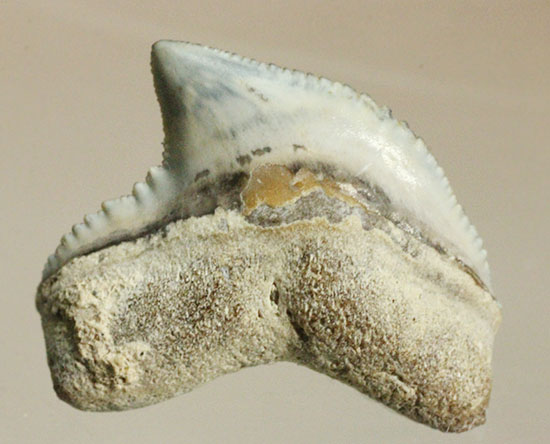 独特な形状！フロリダ州産、保存状態の良い、イタチザメの歯化石（その1）