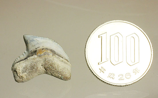 独特な形状！フロリダ州産、保存状態の良い、イタチザメの歯化石（その10）
