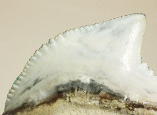 独特な形状！フロリダ州産、保存状態の良い、イタチザメの歯化石（その3）