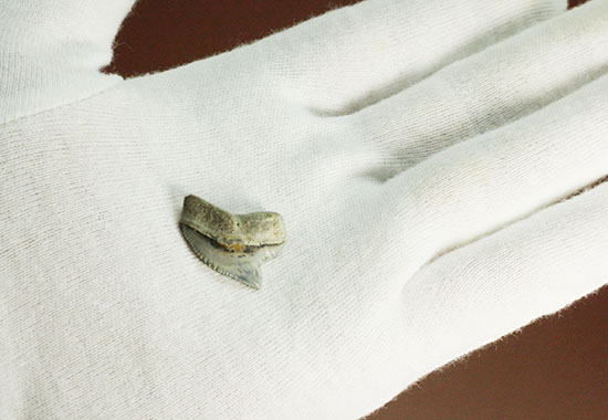 独特な形状！フロリダ州産、保存状態の良い、イタチザメの歯化石（その4）