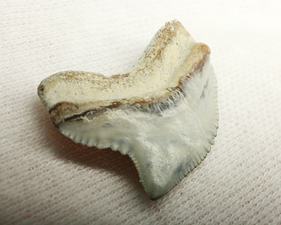 独特な形状！フロリダ州産、保存状態の良い、イタチザメの歯化石（その5）