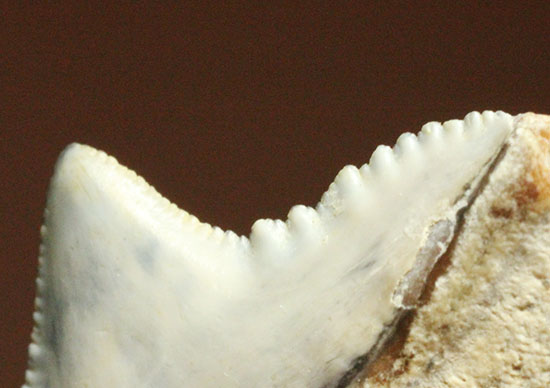 独特な形状！フロリダ州産、保存状態の良い、イタチザメの歯化石（その6）