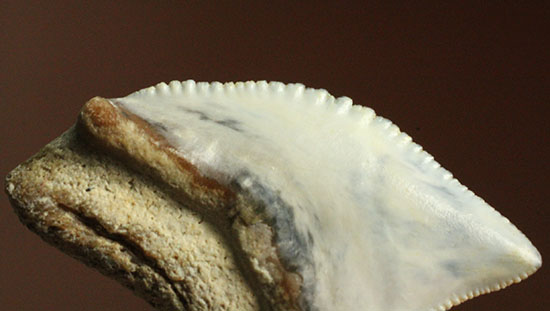 独特な形状！フロリダ州産、保存状態の良い、イタチザメの歯化石（その7）
