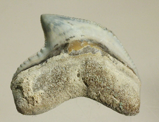 独特な形状！フロリダ州産、保存状態の良い、イタチザメの歯化石（その8）