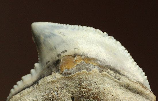 独特な形状！フロリダ州産、保存状態の良い、イタチザメの歯化石（その9）