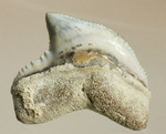 独特な形状！フロリダ州産、保存状態の良い、イタチザメの歯化石