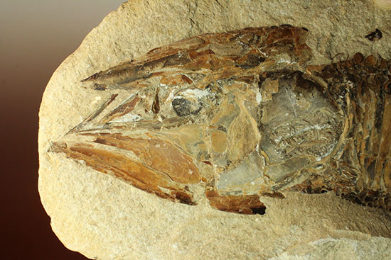 ネガポジ揃った古代魚の化石。目周辺組織の保存状態良し。（その10）