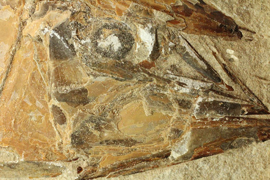 ネガポジ揃った古代魚の化石。目周辺組織の保存状態良し。（その11）