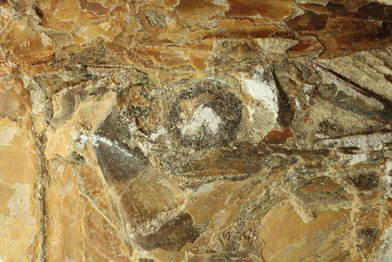 ネガポジ揃った古代魚の化石。目周辺組織の保存状態良し。（その12）