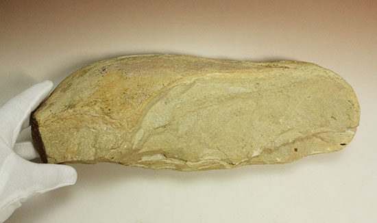 ネガポジ揃った古代魚の化石。目周辺組織の保存状態良し。（その2）