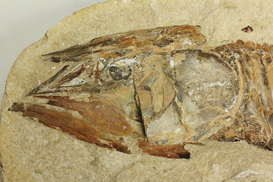 ネガポジ揃った古代魚の化石。目周辺組織の保存状態良し。（その3）