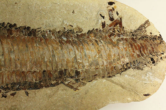 ネガポジ揃った古代魚の化石。目周辺組織の保存状態良し。（その5）