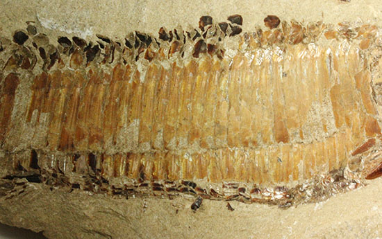 ネガポジ揃った古代魚の化石。目周辺組織の保存状態良し。（その7）