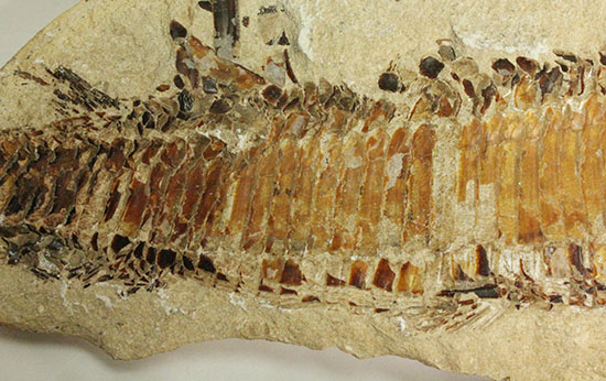 ネガポジ揃った古代魚の化石。目周辺組織の保存状態良し。（その8）