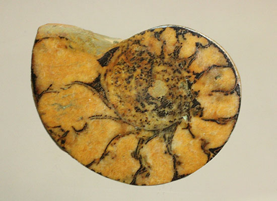 アンモナイトの構造や縫合線がよく分かる、ヘマタイトアンモナイトスライス化石(Ammonite)（その10）