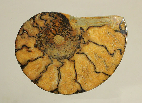 アンモナイトの構造や縫合線がよく分かる、ヘマタイトアンモナイトスライス化石(Ammonite)（その11）