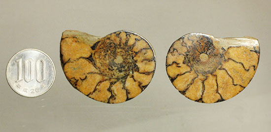 アンモナイトの構造や縫合線がよく分かる、ヘマタイトアンモナイトスライス化石(Ammonite)（その12）