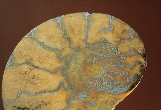 アンモナイトの構造や縫合線がよく分かる、ヘマタイトアンモナイトスライス化石(Ammonite)（その5）