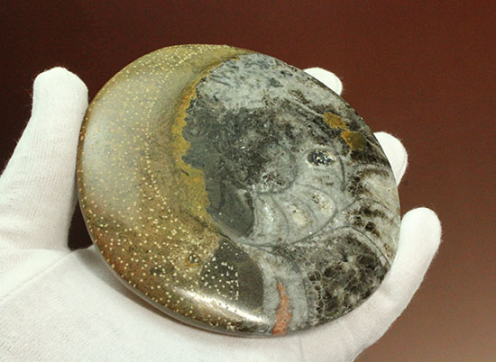 １０センチの大判です！古～い時代の初期型アンモナイト。ゴニアタイト化石(Goniatite)（その1）
