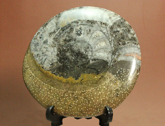 １０センチの大判です！古～い時代の初期型アンモナイト。ゴニアタイト化石(Goniatite)（その2）