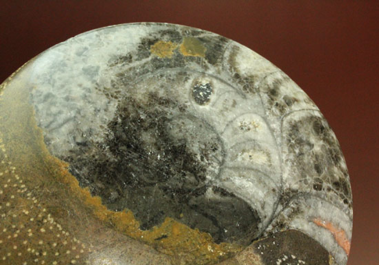 １０センチの大判です！古～い時代の初期型アンモナイト。ゴニアタイト化石(Goniatite)（その4）