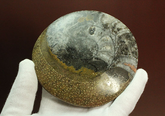 １０センチの大判です！古～い時代の初期型アンモナイト。ゴニアタイト化石(Goniatite)（その5）
