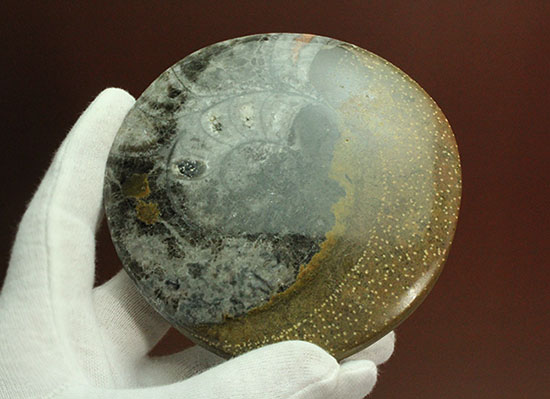 １０センチの大判です！古～い時代の初期型アンモナイト。ゴニアタイト化石(Goniatite)（その6）