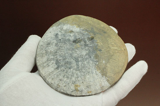 １０センチの大判です！古～い時代の初期型アンモナイト。ゴニアタイト化石(Goniatite)（その7）