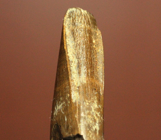 レア恐竜の代表格！明らかな、あの特徴を備えたアウブリソドン (Aublysodon) （その15）