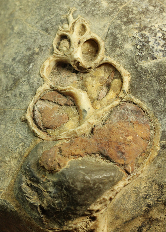 二本木コレクション、書籍掲載標本。白亜紀（カンパニアン）の巻貝断面化石（その1）