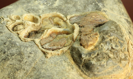 二本木コレクション、書籍掲載標本。白亜紀（カンパニアン）の巻貝断面化石（その10）