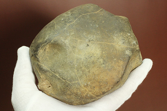 二本木コレクション、書籍掲載標本。白亜紀（カンパニアン）の巻貝断面化石（その11）