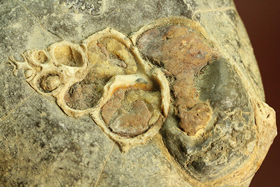 二本木コレクション、書籍掲載標本。白亜紀（カンパニアン）の巻貝断面化石（その12）