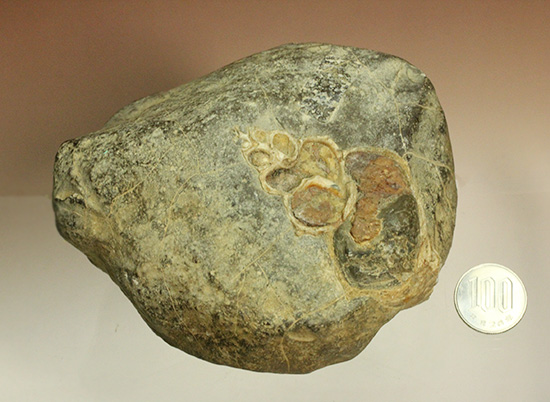 二本木コレクション、書籍掲載標本。白亜紀（カンパニアン）の巻貝断面化石（その13）