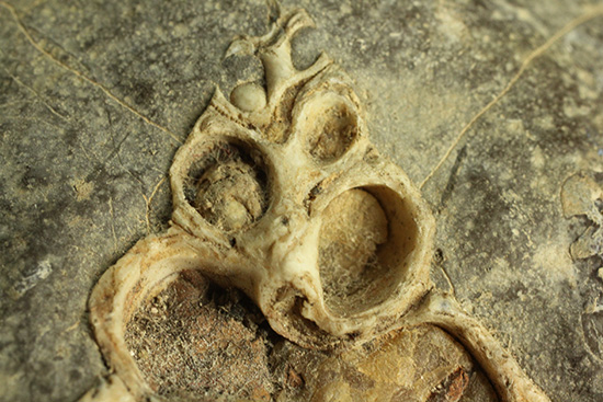 二本木コレクション、書籍掲載標本。白亜紀（カンパニアン）の巻貝断面化石（その3）