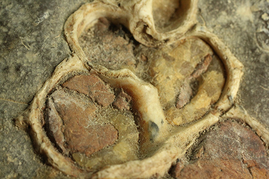 二本木コレクション、書籍掲載標本。白亜紀（カンパニアン）の巻貝断面化石（その4）