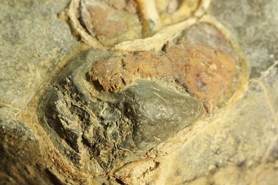 二本木コレクション、書籍掲載標本。白亜紀（カンパニアン）の巻貝断面化石（その5）