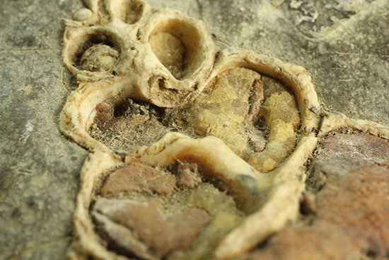 二本木コレクション、書籍掲載標本。白亜紀（カンパニアン）の巻貝断面化石（その7）